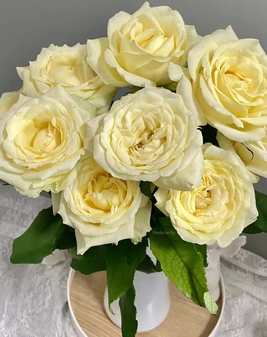 【活力】新鲜玫瑰鲜花云南基地直发装饰家庭水养鲜花送闺蜜女友