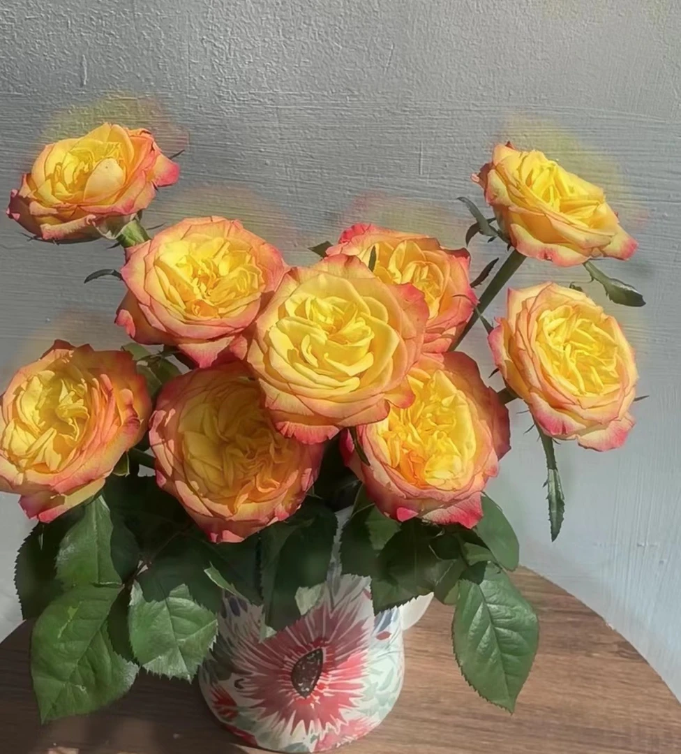 【逃之夭夭】新鲜玫瑰鲜花云南基地直发装饰家庭水养鲜花送闺蜜女友