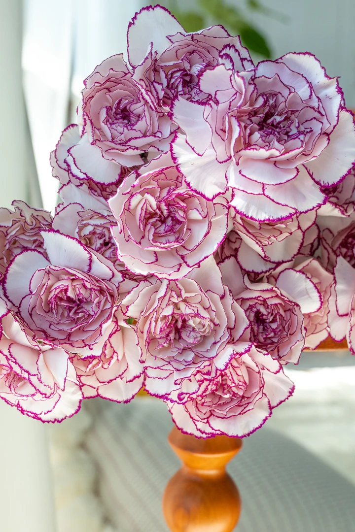 zb|新森林【随机色】（0度以下拍保温棉）康乃馨鲜花云南基地直发直批