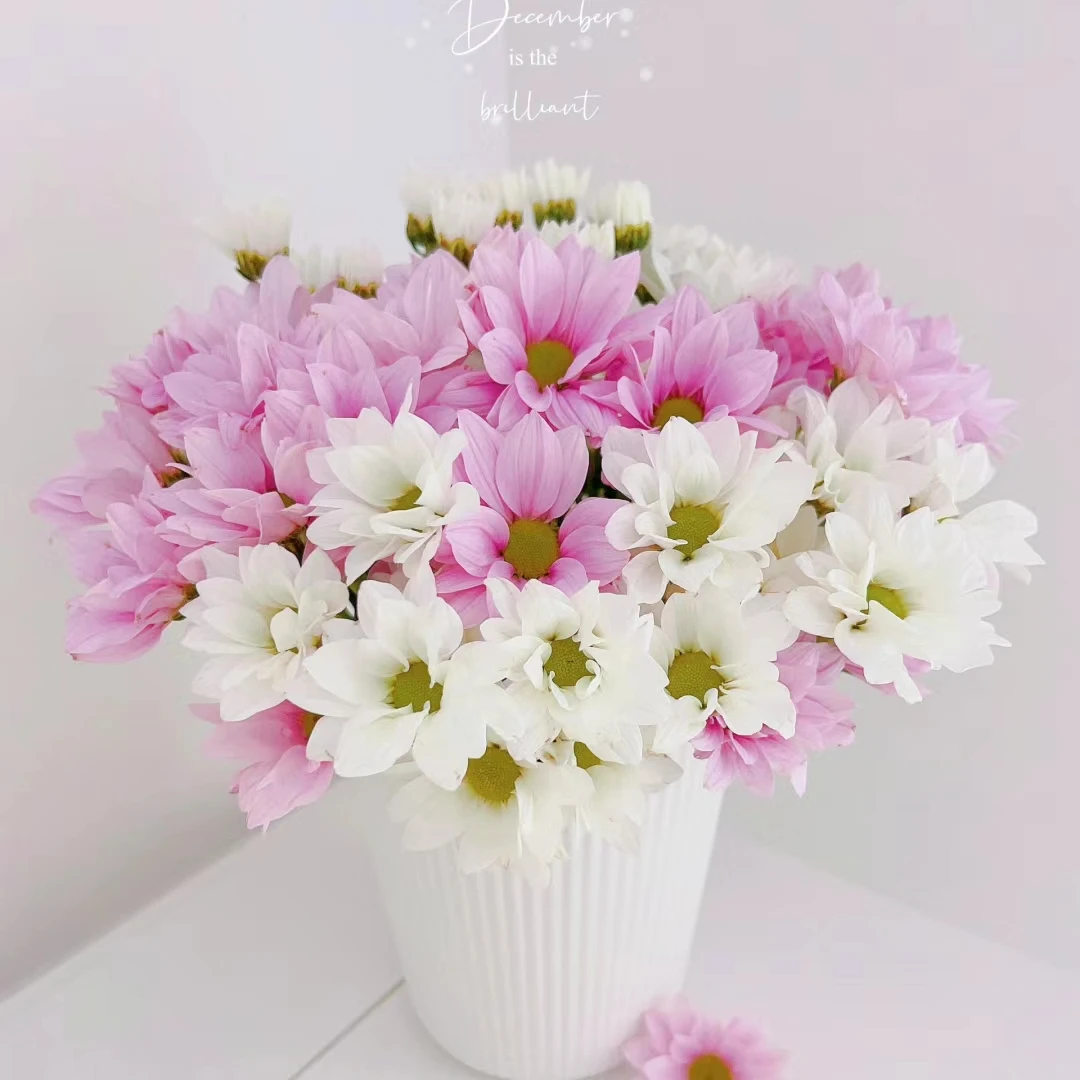 多头小菊网红爆款鲜花云南直发直批昆明斗南花市水养新鲜