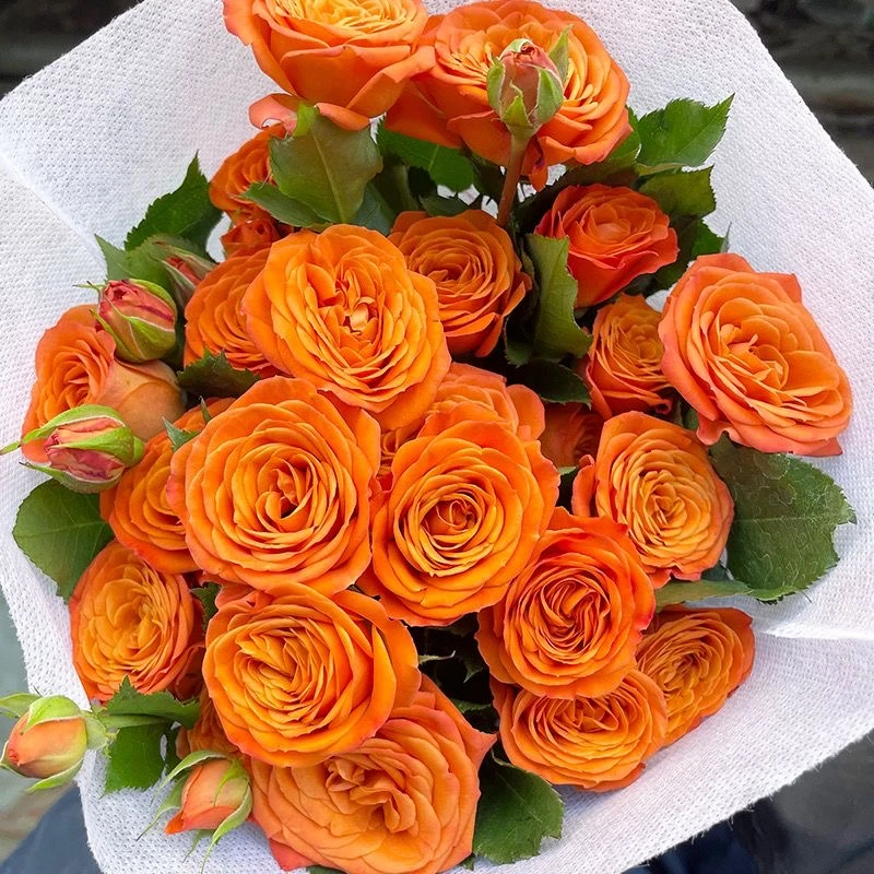zb|新森林【橙色芭比】多头玫瑰鲜花云南基地直发