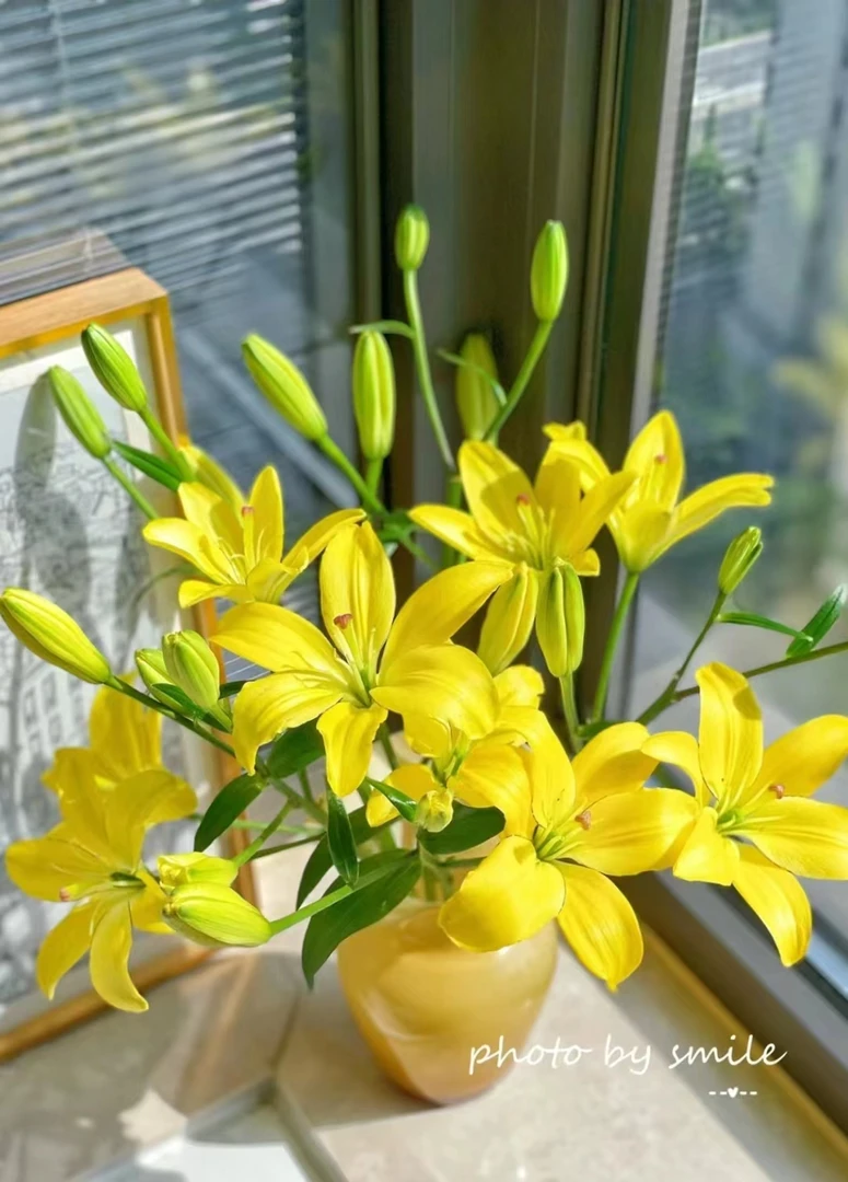 zb|新森林【黄钻】（0度以下拍保温棉）百合鲜花云南基地直发直批