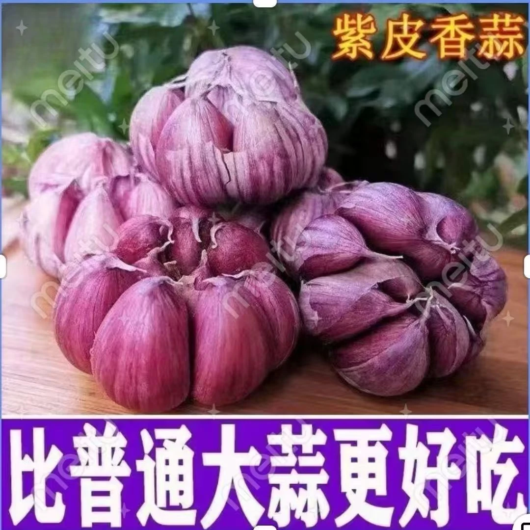 【产地直发】云南紫皮干大蒜农家自种正宗红蒜土蒜做腊八蒜可吃可种