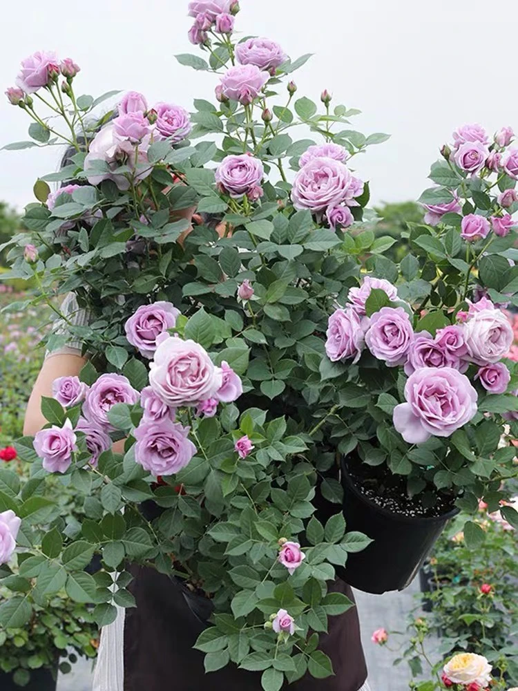 风暴 大花浓香 多季开花盆栽地栽