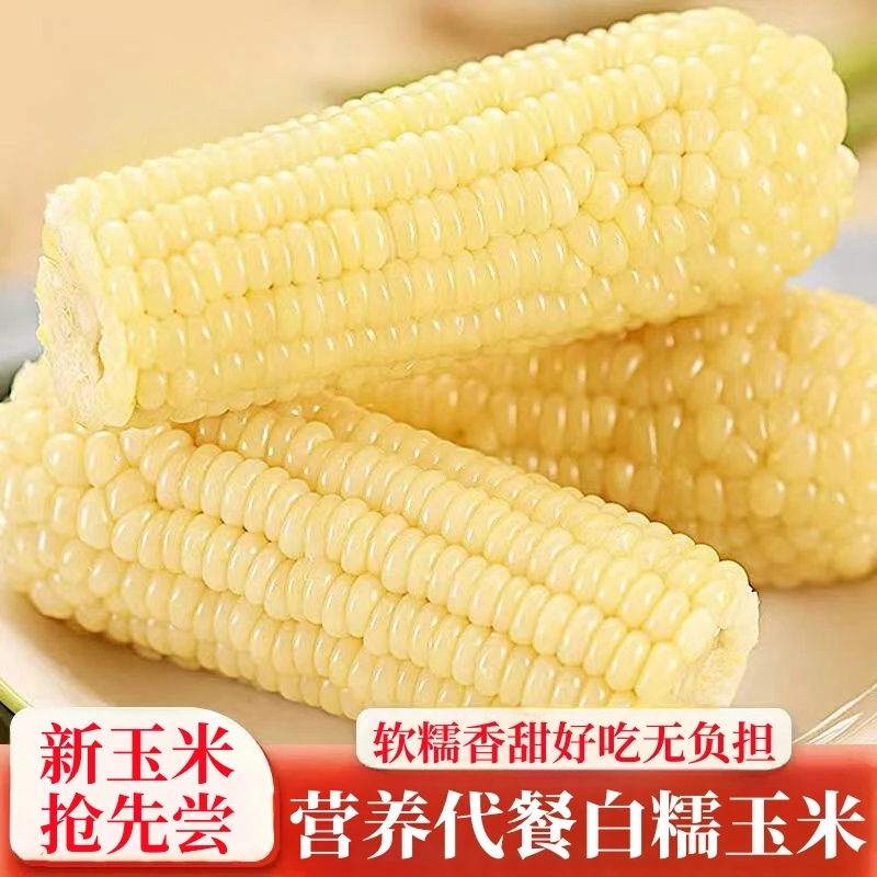 甜糯白玉米开袋即食玉米甜玉米粘糯玉米真空包装糯玉米代餐粘玉米