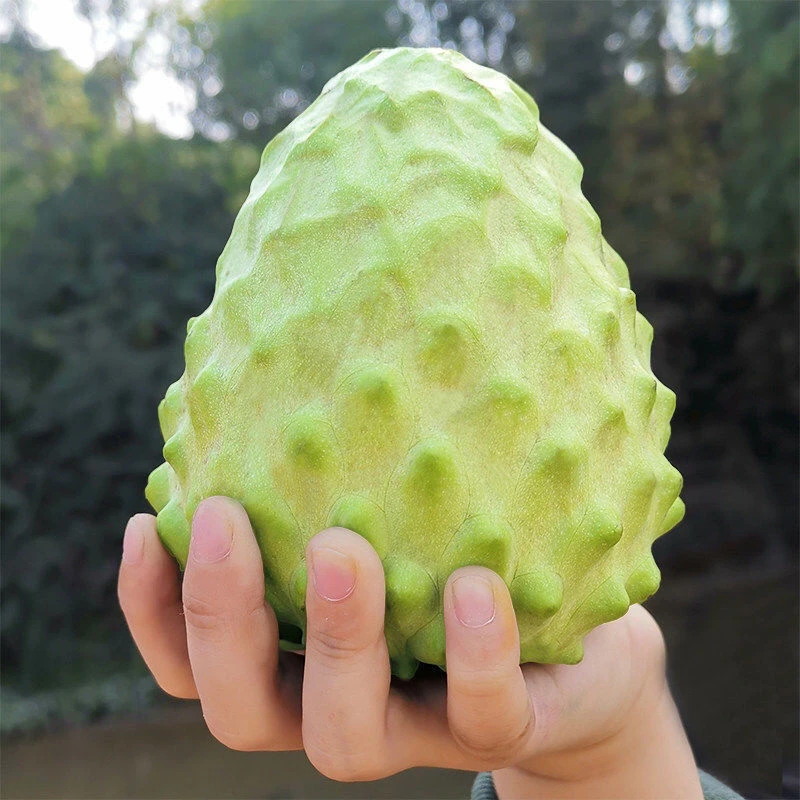 【顺丰到家】台湾产地直发广东潮州正宗台湾品种释迦果番，爆甜软糯