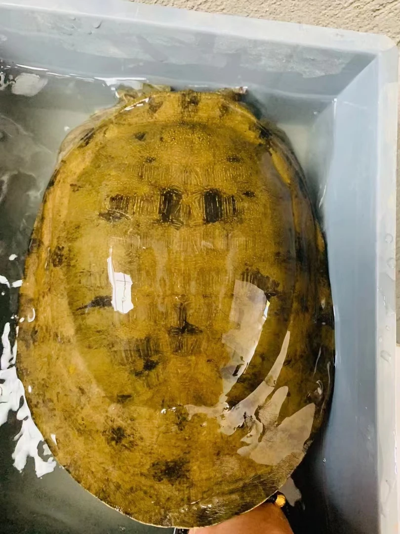 【燕菇凉专属】农村土甲鱼 顺丰活发 包野包活  鲜活到家