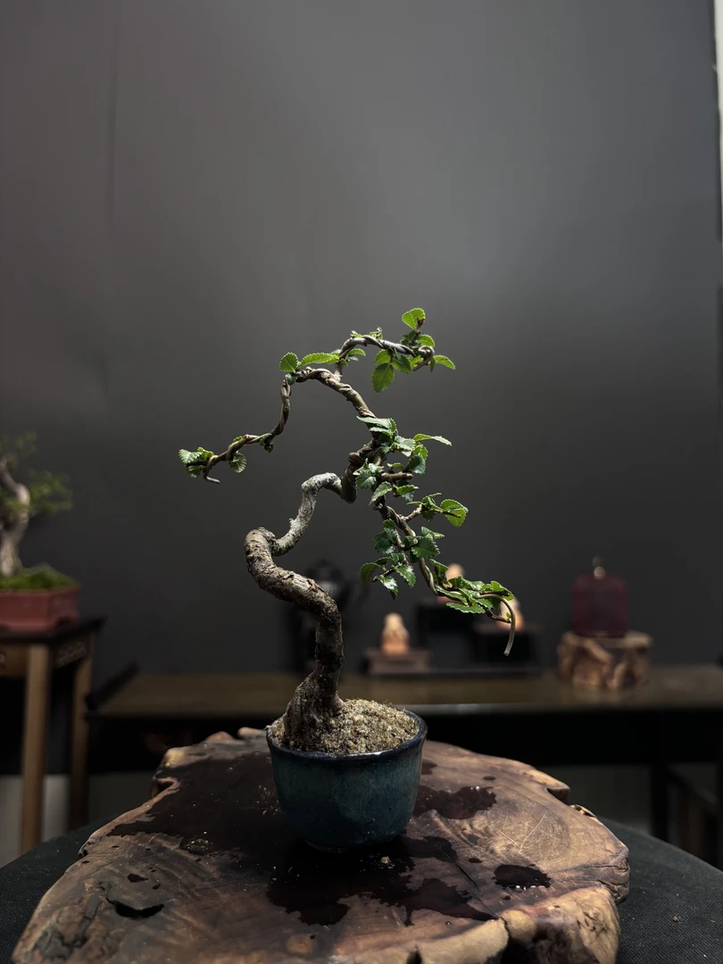 盆景一物一拍专用链接