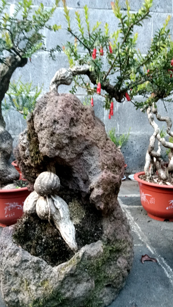 块根绿植树萝卜盆栽盆景客厅阳台书房假山花园造景高山绿植好养护