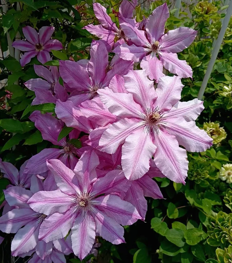 【自行车岛】线莲重瓣爬藤带花苗攀援庭院花卉盆栽地栽观花植物室内