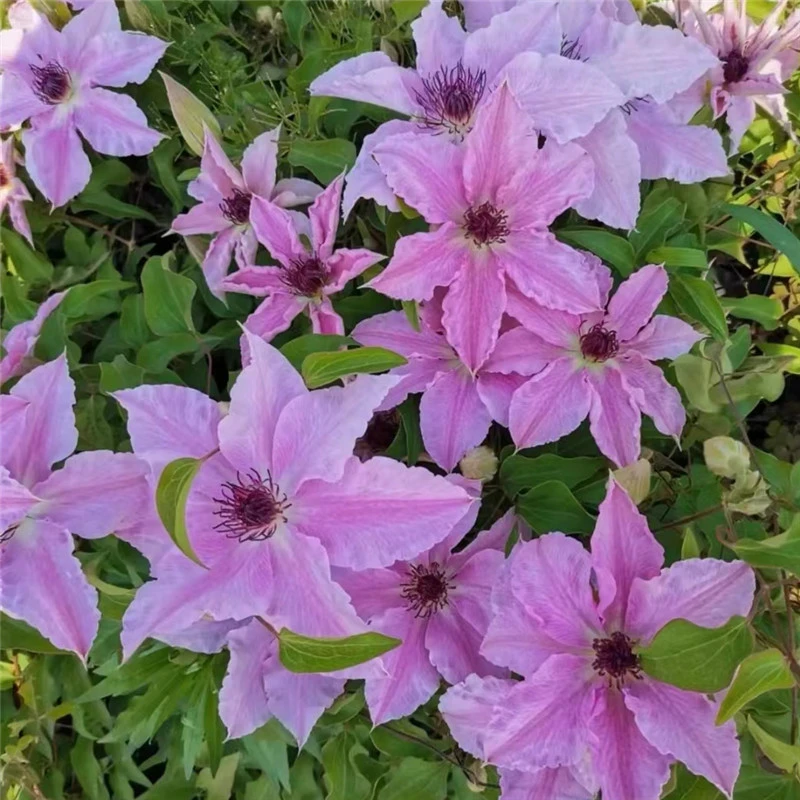 【一加仑米娜贝尔】铁线莲重瓣爬藤花苗攀援庭院花卉盆栽地栽观花植