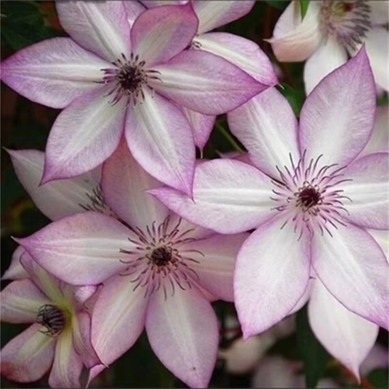 四季重瓣铁线莲爬藤植物花苗藤本庭院花卉盆栽地栽观花观赏耐寒