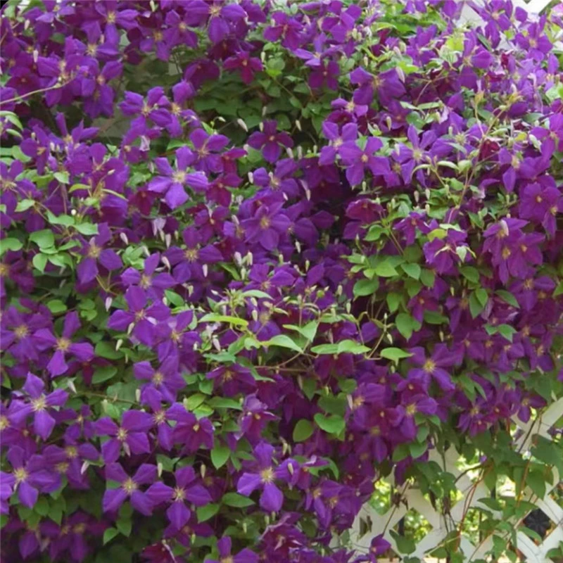 【杰克曼】铁线莲重瓣爬藤带花苗攀援庭院花卉盆栽地栽观花植物室内