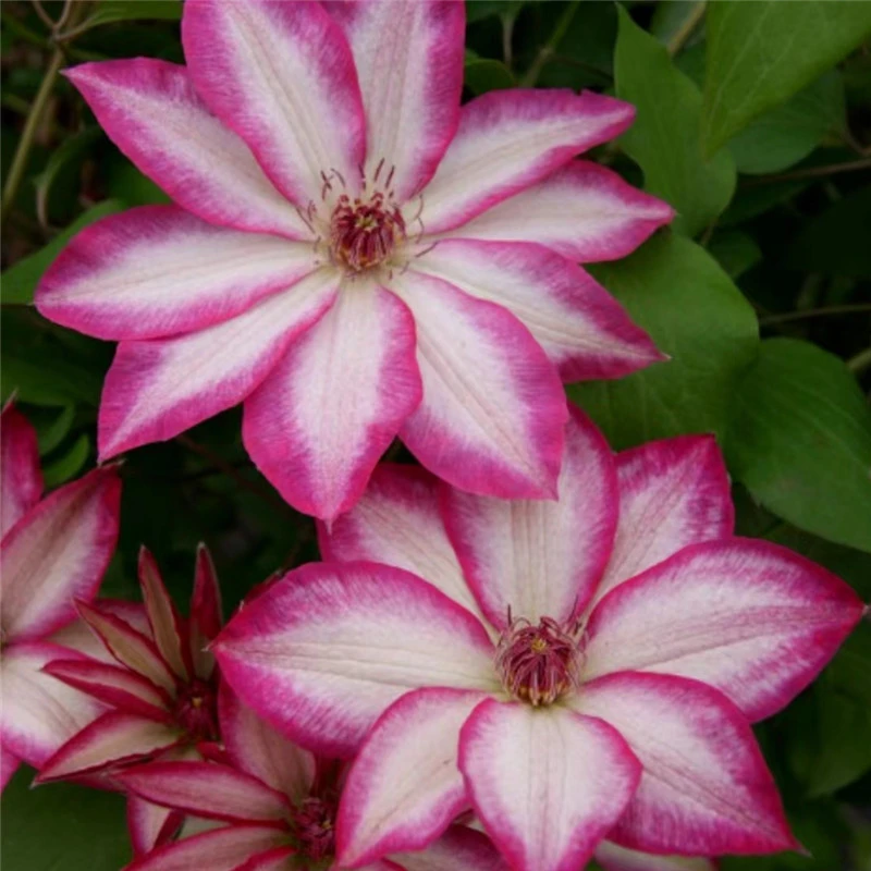 【花边石竹】线莲重瓣爬藤带花苗攀援庭院花卉盆栽地栽观花植物室内