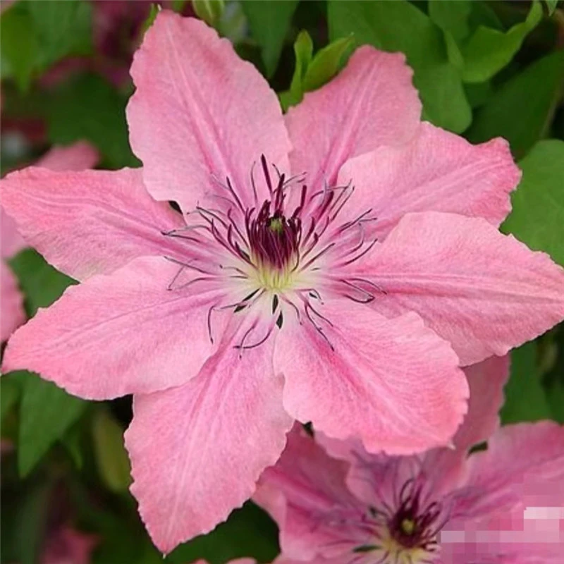 【沙拉伊丽莎白】铁线莲重瓣爬藤带花苗攀援庭院花卉盆栽地栽观花植