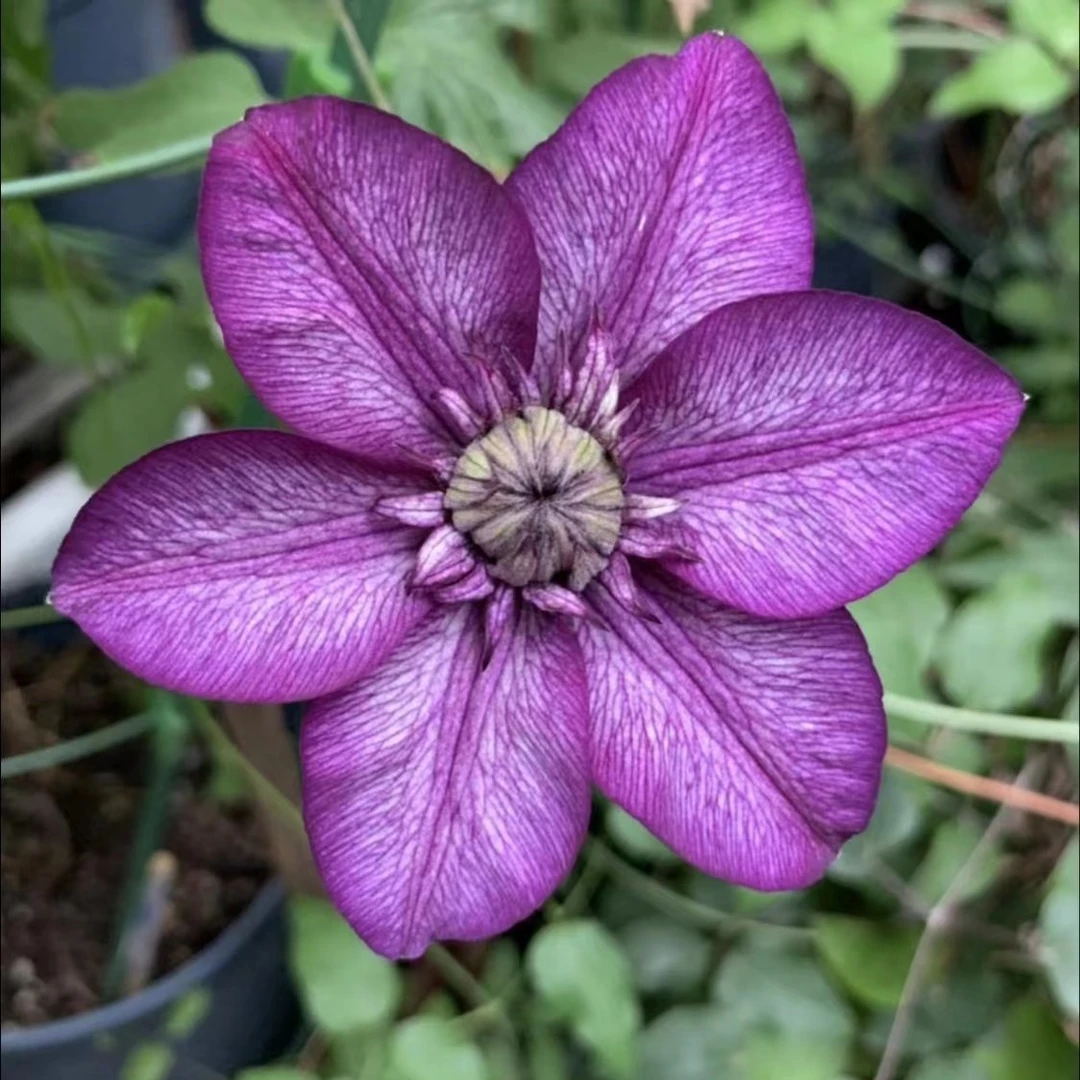 【卡西斯】铁线莲重瓣爬藤花苗攀援庭院花卉盆栽地栽观花植物室内