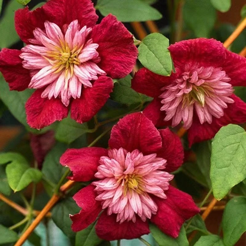 三类铁线莲爬藤植物花苗带花大庭院花卉盆栽地栽观花植物室内