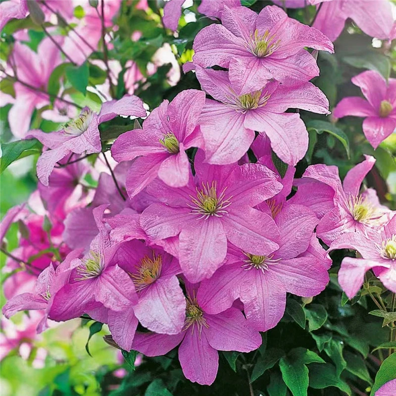 【一加仑包查德女伯爵】铁线莲重瓣爬藤花苗攀援庭院花卉盆栽地