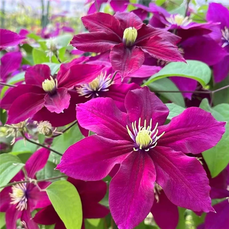 【玫瑰花园】铁线莲重瓣爬藤花苗攀援庭院花卉盆栽地栽观花植物室内