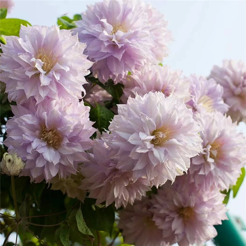 【沃金美女】铁线莲重瓣爬藤花苗攀援庭院花卉盆栽地栽观花植物室内