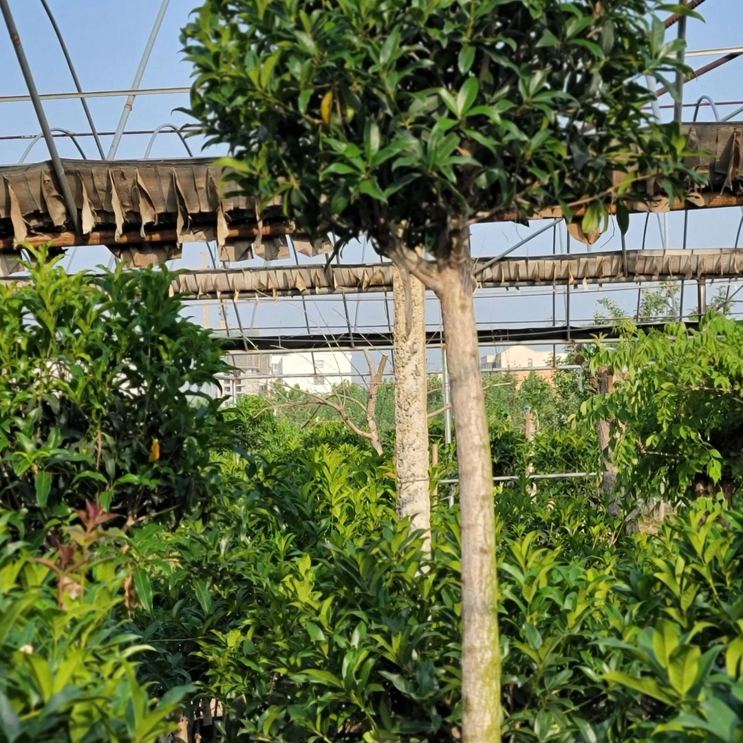 桂花丹桂金桂四季桂  盆栽庭院种植