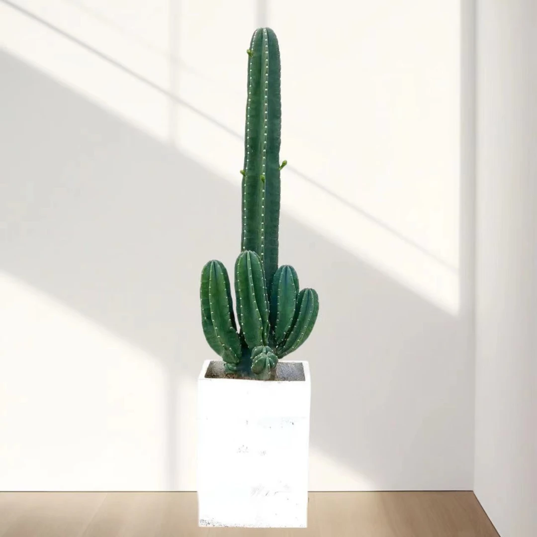 大型仙人掌盆栽量天尺仙人柱室内绿植夏季花园植物庭院阳台客厅