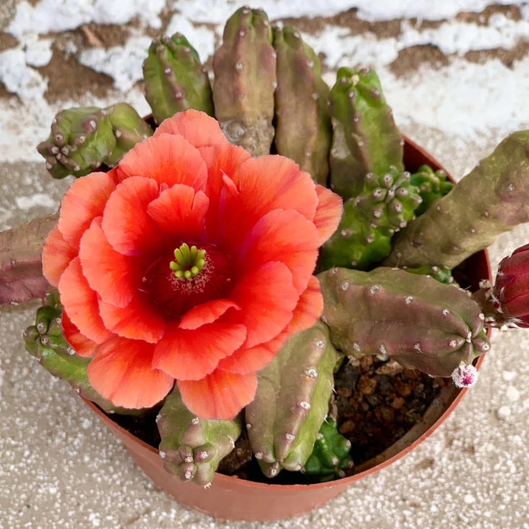 无刺仙人球桃太郎带花苞带盆土发春季开花阳台植物