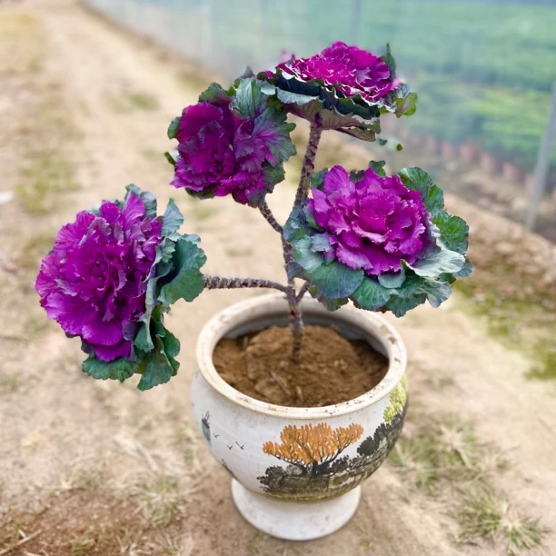 多肉植物羽衣甘蓝紫衣甘蓝老桩耐寒耐旱好养可露养