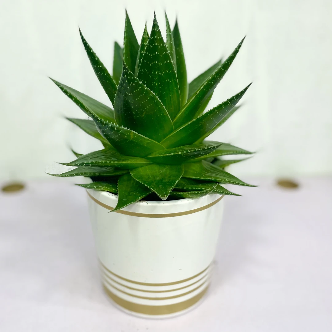 室内绿植珍珠芦荟新奇品种耐阴植物客厅绿植推荐桌面盆栽