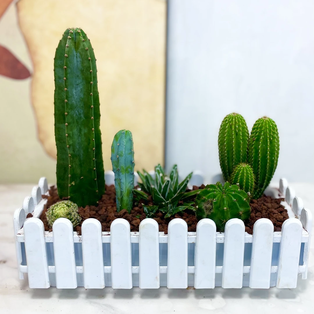 微景观仙人掌盆栽桌面阳台种植植物绿植沙生植物