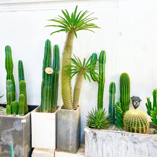 庭院景观植物霸王树户外绿植露台花园阳台盆栽楼顶仙人掌沙生植物