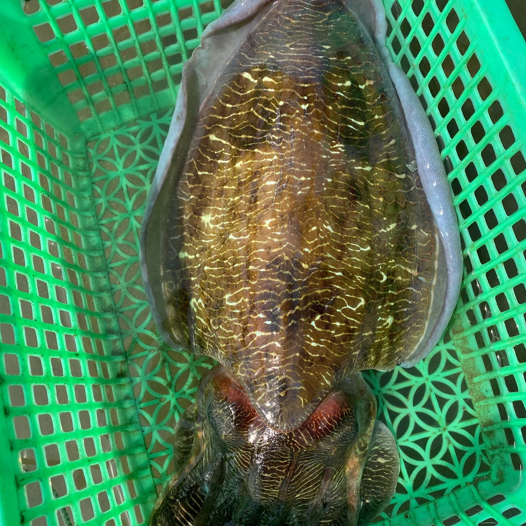 硇洲岛天然野生墨鱼  乌贼  目鱼