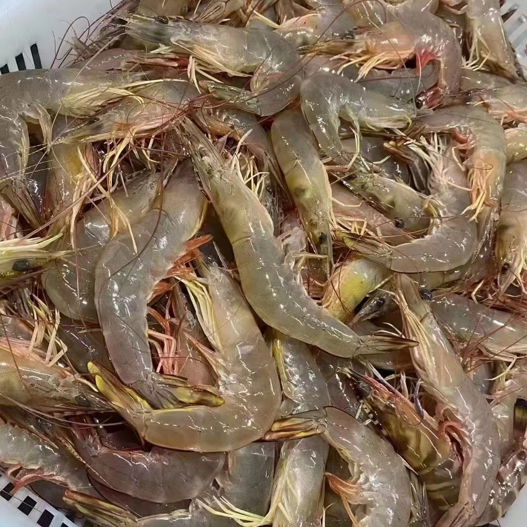 湛江硇洲岛 天然大明虾 3斤起省外包邮