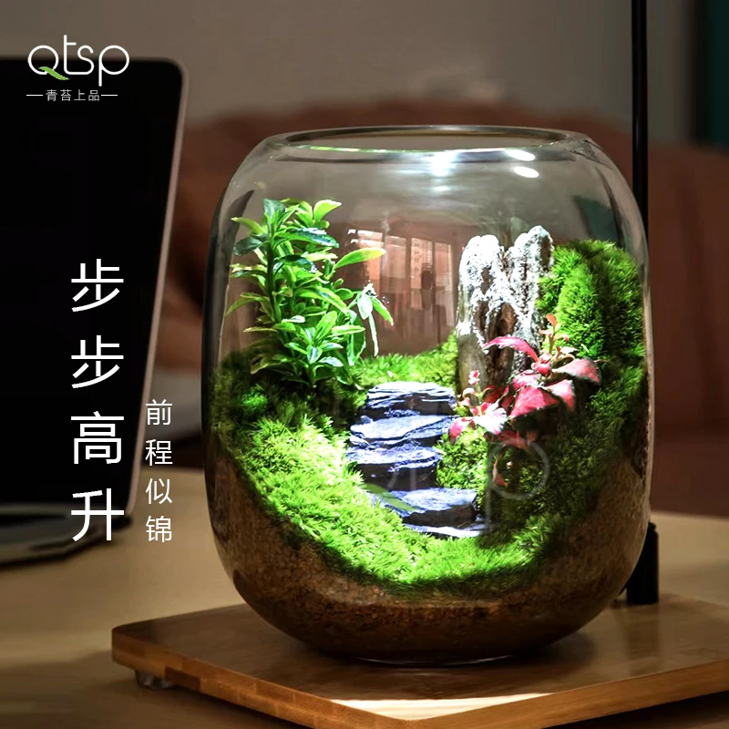 【步步高升】苔藓微景观创意绿植办公室盆景高档礼物成品