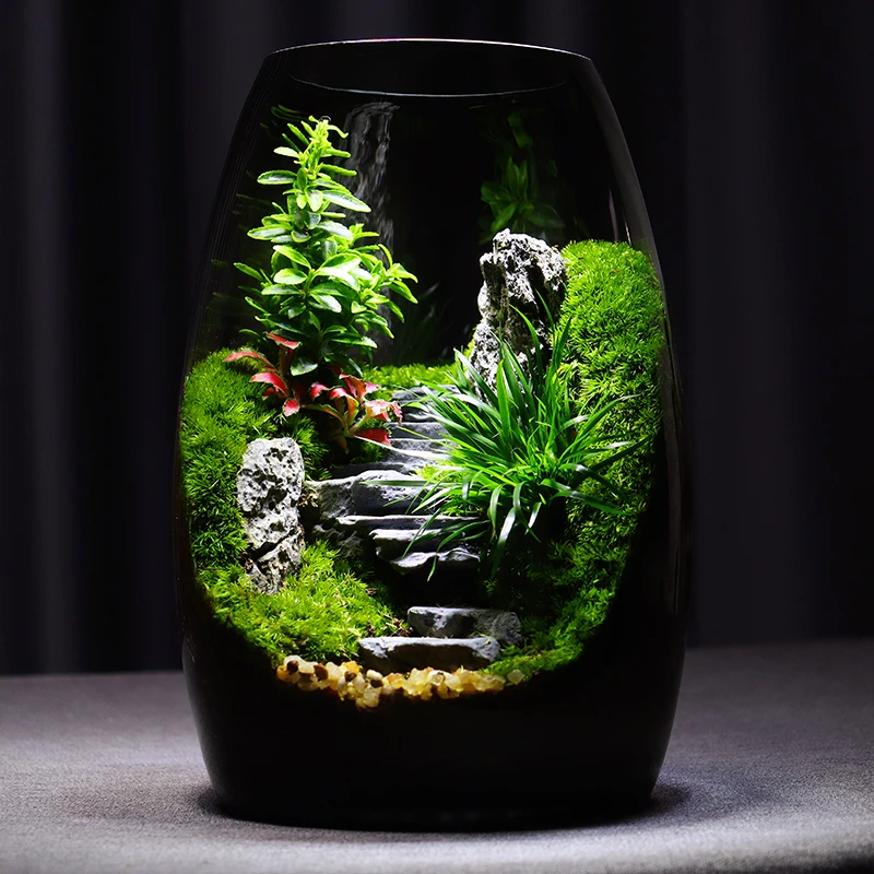 青苔直播【步步高升】苔藓微景观创意桌面绿植造景植物摆件高端礼物