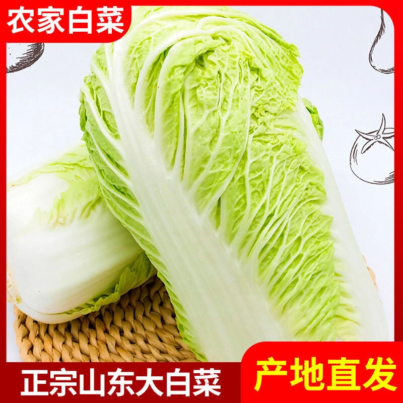 山东潍坊优质大白菜新鲜包邮鲜嫩蔬菜农家自种精品包心菜整颗白菜