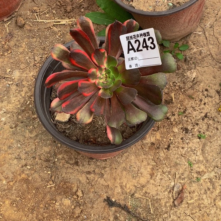 ?****?243一颗法师老庄