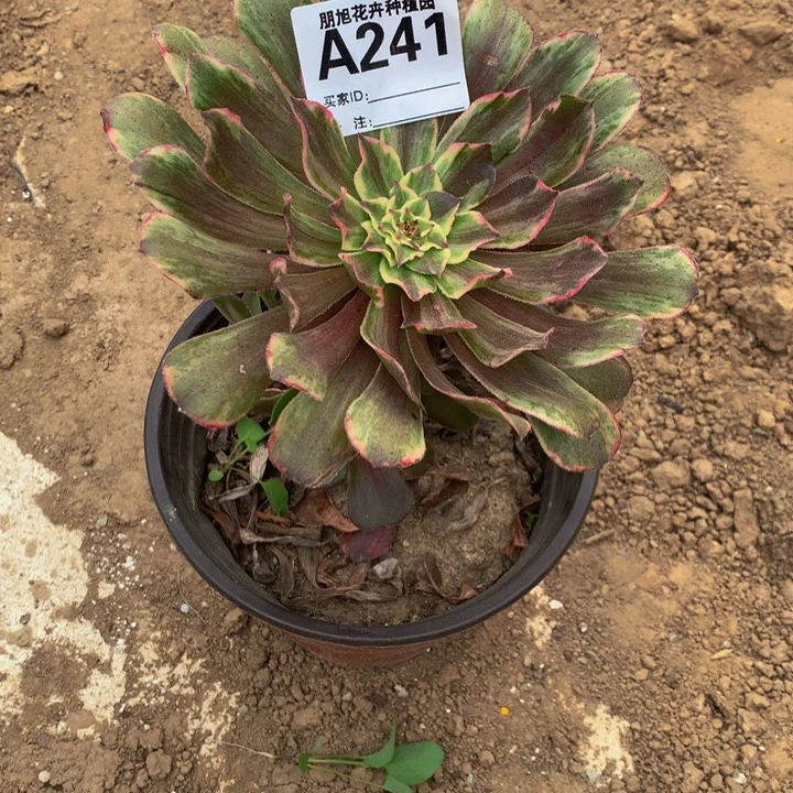 翥*241一颗法师00