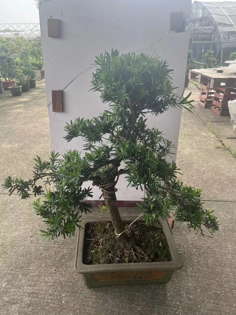 罗汉松直播间一物一拍链接