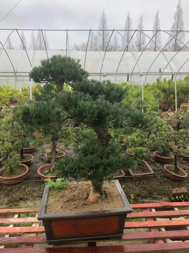 三十年小叶雀舌罗汉松