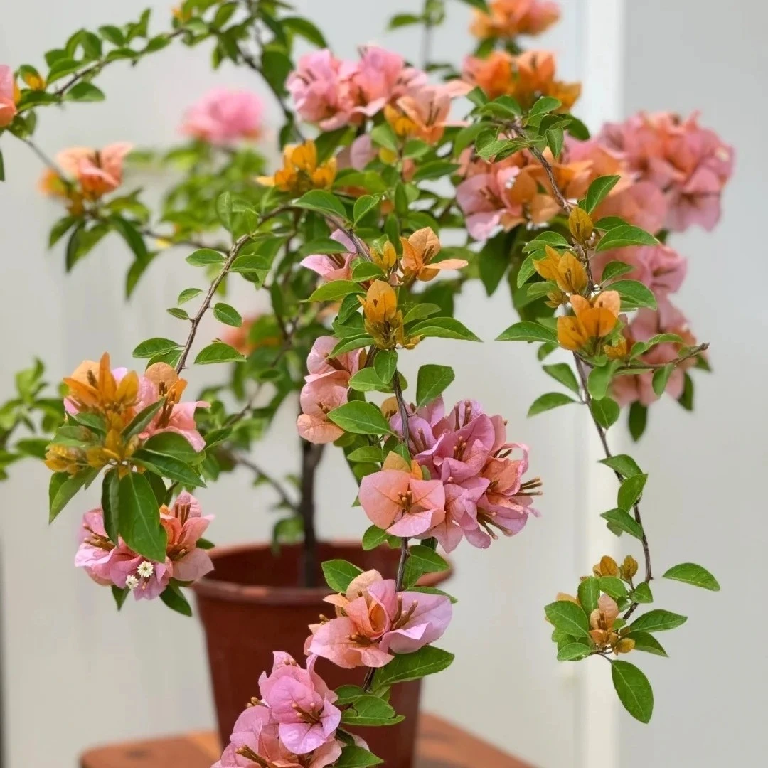 【金发女郎】三角梅品种苗花卉勤花四季开花