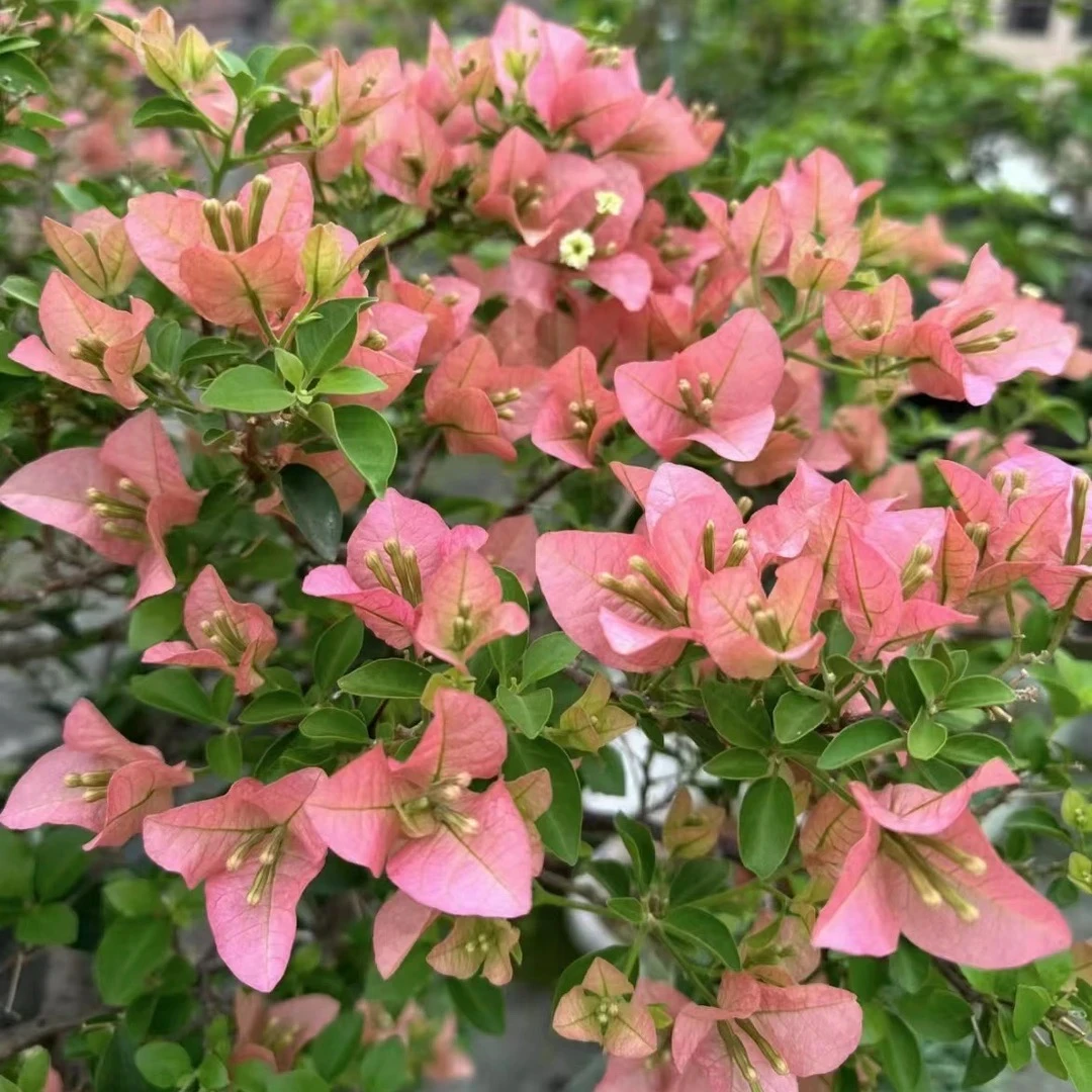 【卡亚塔】三角梅复古金枪鱼粉色优秀勤花四季开花