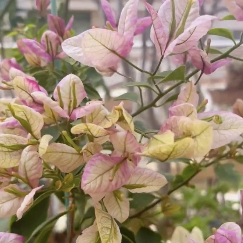 【抹茶】三角梅初开花苞一抹绿日照渐变复色一幅画