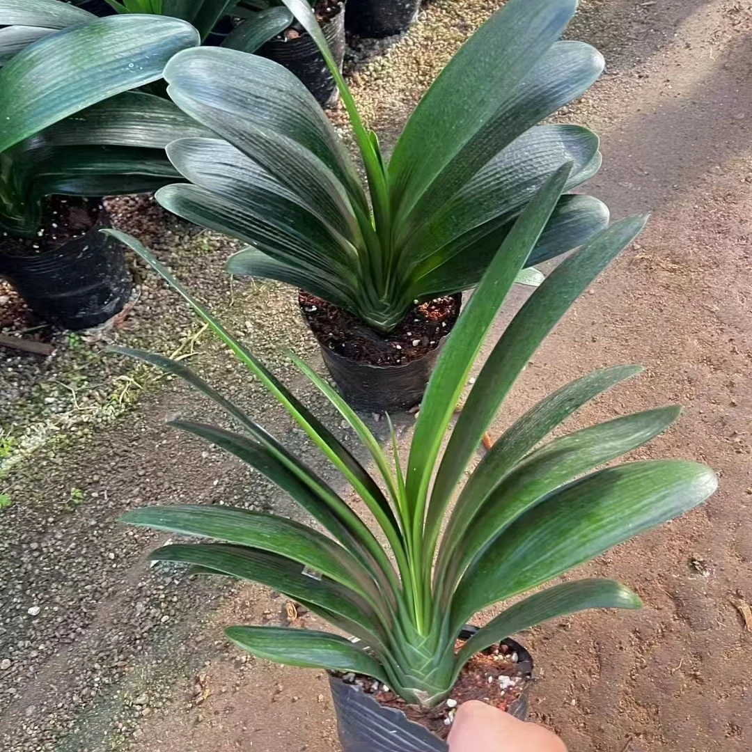 君子兰【10叶以上】盆栽绿植客厅阳台自然实物金钻盆栽花卉客厅