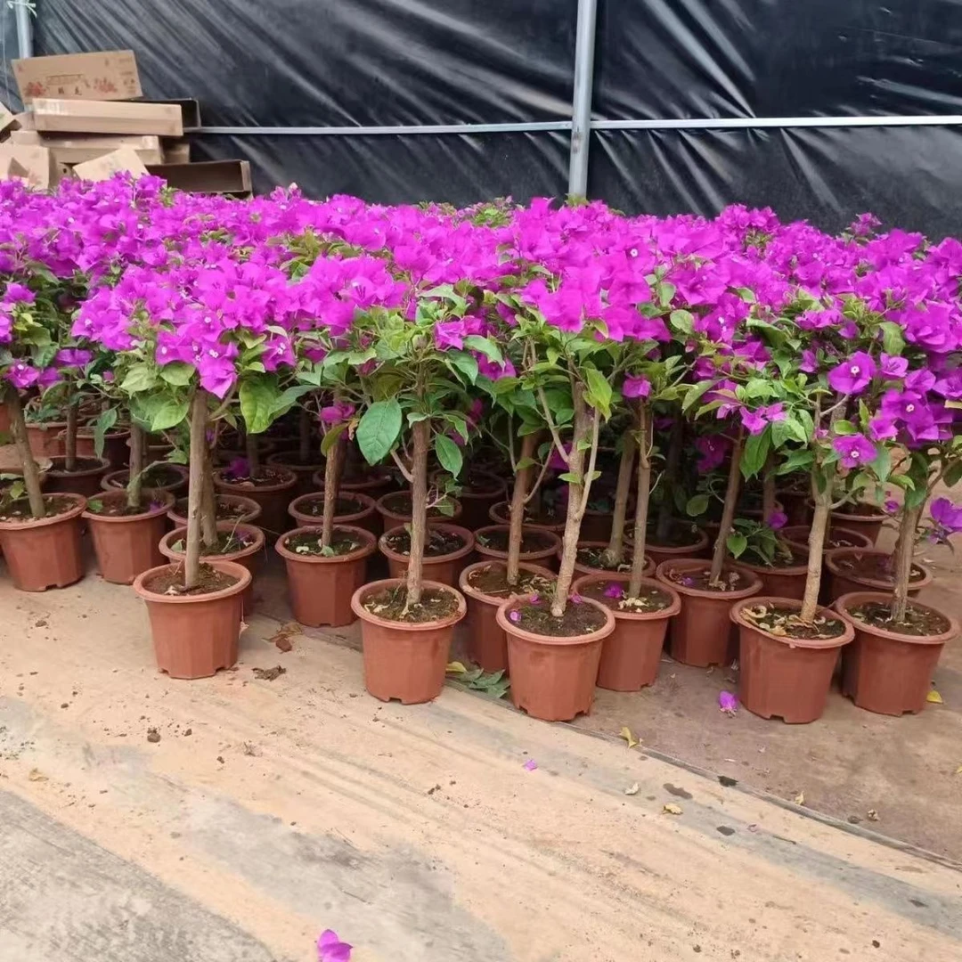 （修剪发货不带盆）三角梅云南紫整体40-50高四季开花花卉庭院