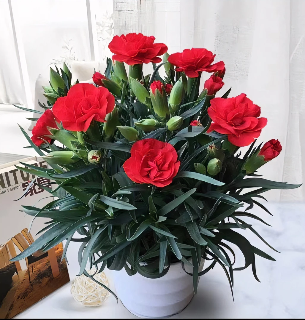 多色康乃馨【带花苞】盆栽花卉发货客厅阳台好养活种植实物植株施肥