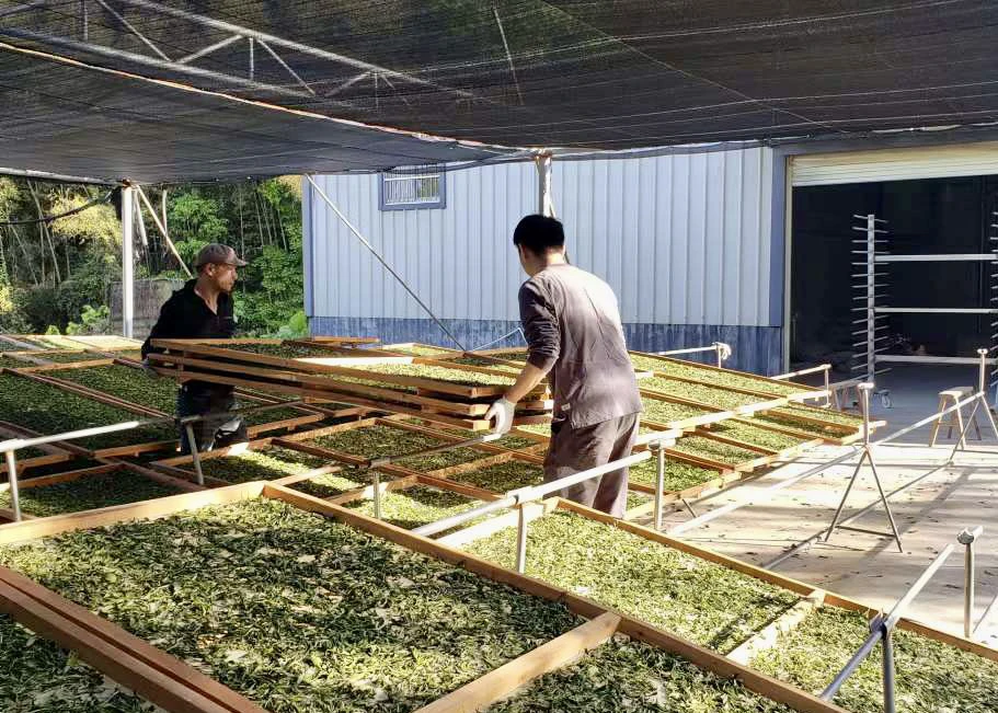 <福鼎白茶>2023年春茶*高级白牡丹*清甜/花香*优质口粮(家庭装)