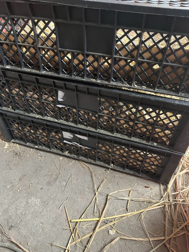 车载运输狮头鹅塑料箱