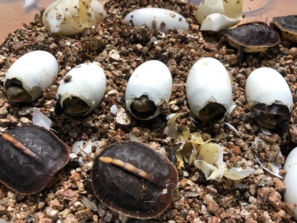 安缘龟安缘苗 安缘龟苗 观赏龟宠物龟粮 直播挑选 一物一拍