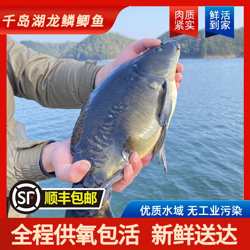 【龙麟鲫-活鱼】千岛湖生态营养龙鳞鲫鱼新鲜2/5/8条现捕捞冷冻顺丰